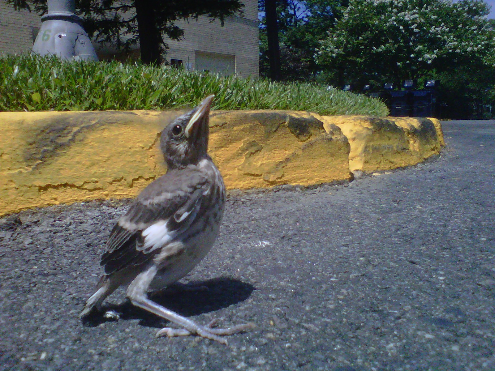 baby bird outside of his nest